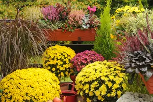 Herfstkleuren in je tuin: de mooiste planten voor een kleurrijk najaar